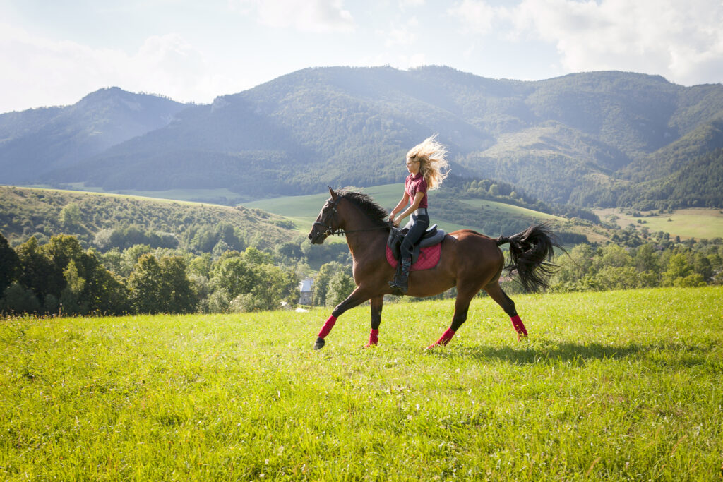 horse, kone, fotografka, top fotograf, najlepsi fotograf